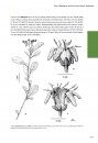 Flora of Madagascar and the Comoro Islands: Boraginales, Olacaceae and Allies, Apiaceae [Faune et Flore Tropicales, Volume 50]