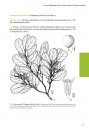 Flora of Madagascar and the Comoro Islands: Boraginales, Olacaceae and Allies, Apiaceae [Faune et Flore Tropicales, Volume 50]