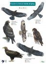 FSC Birds Wildlife Pack