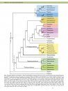 Ancient Fishes and Their Living Relatives
