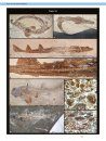 Ancient Fishes and Their Living Relatives