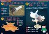 Shinkai Seibutsu no Kuizu Zukan Shinso-Ban [Deep Sea Creatures Pictorial Quiz Book]