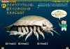 Shinkai Seibutsu no Kuizu Zukan Shinso-Ban [Deep Sea Creatures Pictorial Quiz Book]