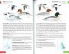 RSPB Pocket Guide to British Birds