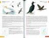 RSPB Pocket Guide to British Birds