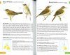 RSPB Pocket Guide to British Birds