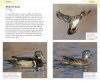 American Birding Association Field Guide to Birds of Maine