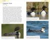 American Birding Association Field Guide to Birds of Maine