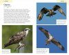 American Birding Association Field Guide to Birds of Maine