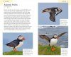 American Birding Association Field Guide to Birds of Maine