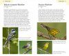 American Birding Association Field Guide to Birds of Maine