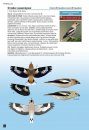 Cahier d'Identification des Passereaux d'Europe en Vol [Flight Identification of European Passerines and Select Landbirds]