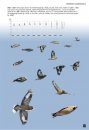 Cahier d'Identification des Passereaux d'Europe en Vol [Flight Identification of European Passerines and Select Landbirds]