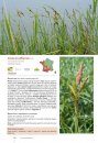 Carex de France: Manuel d'Identification de Terrain [Sedges of France: Manual to Field Identification]