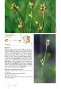 Carex de France: Manuel d'Identification de Terrain [Sedges of France: Manual to Field Identification]
