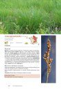 Carex de France: Manuel d'Identification de Terrain [Sedges of France: Manual to Field Identification]