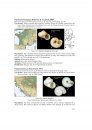 The Freshwater Gastropods of the West-Palaearctis, Volume 3