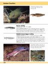 Europe and Mediterranean Marine Fish Identification Guide