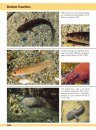 Europe and Mediterranean Marine Fish Identification Guide