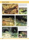 Europe and Mediterranean Marine Fish Identification Guide