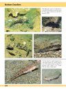 Europe and Mediterranean Marine Fish Identification Guide
