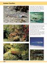Europe and Mediterranean Marine Fish Identification Guide