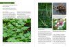 Southeast Medicinal Plants