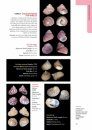 The Molluscs of Gulf of Mannar, India and Adjacent Waters