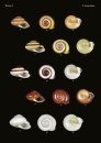 The Conchological Albums – Terrestrial Molluscs, Volume 9
