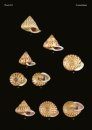 The Conchological Albums – Terrestrial Molluscs, Volume 9