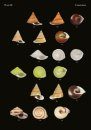 The Conchological Albums – Terrestrial Molluscs, Volume 9
