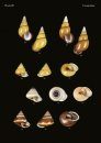 The Conchological Albums – Terrestrial Molluscs, Volume 9