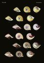 The Conchological Albums – Terrestrial Molluscs, Volume 9