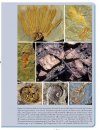La Diversification des Échinodermes au Paléozoïque Inférieur: L'Apport des Gisements à Préservation Exceptionelle [The Diversification of Echinoderms in the Lower Paleozoic: The Contribution of Deposits with Exceptional Preservation]