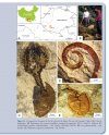 La Diversification des Échinodermes au Paléozoïque Inférieur: L'Apport des Gisements à Préservation Exceptionelle [The Diversification of Echinoderms in the Lower Paleozoic: The Contribution of Deposits with Exceptional Preservation]