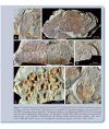 La Diversification des Échinodermes au Paléozoïque Inférieur: L'Apport des Gisements à Préservation Exceptionelle [The Diversification of Echinoderms in the Lower Paleozoic: The Contribution of Deposits with Exceptional Preservation]