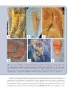 La Diversification des Échinodermes au Paléozoïque Inférieur: L'Apport des Gisements à Préservation Exceptionelle [The Diversification of Echinoderms in the Lower Paleozoic: The Contribution of Deposits with Exceptional Preservation]