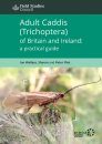 Adult Caddis (Trichoptera) of Britain and Ireland