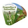 Ireland's Biodiversity: Dragonflies & Damselflies