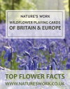 Wildflowers of Britain and Ireland Playing Cards