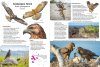 A Pocket Guide to Birds of Galápagos