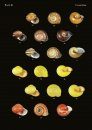 The Conchological Albums – Terrestrial Molluscs, Volume 10