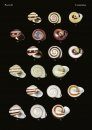The Conchological Albums – Terrestrial Molluscs, Volume 10