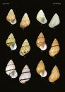 The Conchological Albums – Terrestrial Molluscs, Volume 10