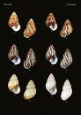 The Conchological Albums – Terrestrial Molluscs, Volume 10