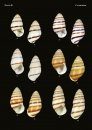 The Conchological Albums – Terrestrial Molluscs, Volume 10