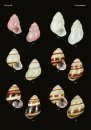 The Conchological Albums – Terrestrial Molluscs, Volume 10