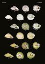 The Conchological Albums – Terrestrial Molluscs, Volume 10