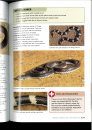 A Complete Guide to the Snakes of Southern Africa