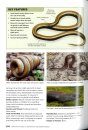 A Complete Guide to the Snakes of Southern Africa